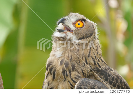 Portrait of rock eagle owl. 120877770