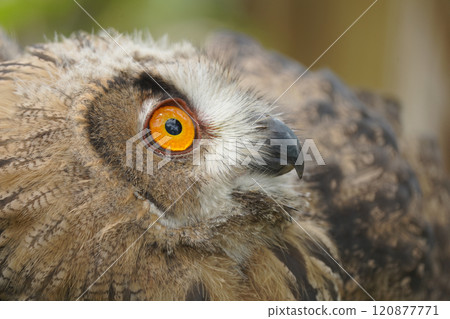 Portrait of rock eagle owl. Portrait of rock eagle owl. 120877771