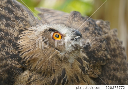 Portrait of rock eagle owl. 120877772