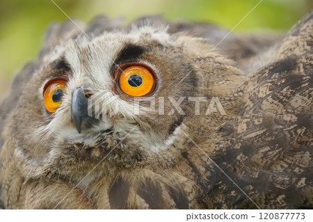 Portrait of rock eagle owl. 120877773