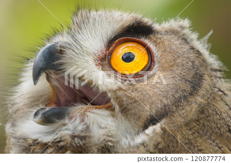 Portrait of rock eagle owl. 120877774