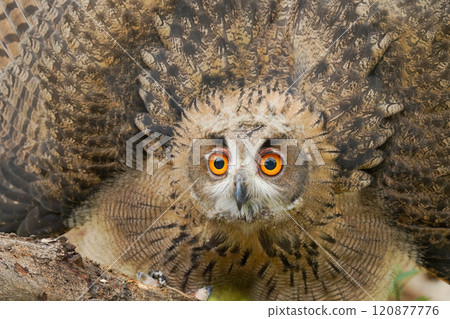 Portrait of rock eagle owl. 120877776