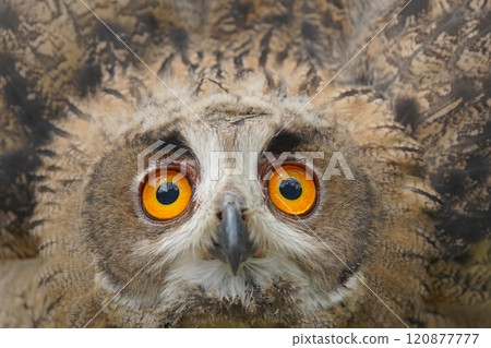 Portrait of rock eagle owl. 120877777