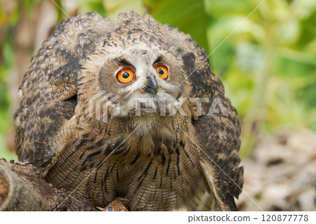 Portrait of rock eagle owl. 120877778