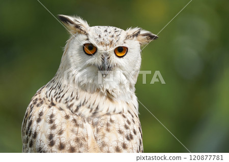 Portrait of rock eagle owl. 120877781