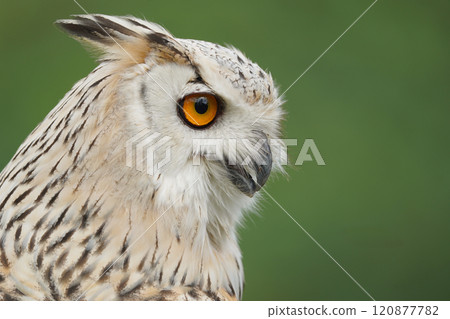 Portrait of rock eagle owl. 120877782