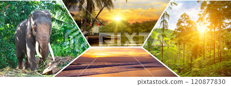 Tropical beaches, palm trees, indian elephant , tea plantations and bright sun. Collage. Concept - vacation and travel. 120877830