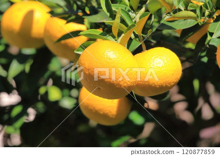 Summer oranges near the harvest 120877859