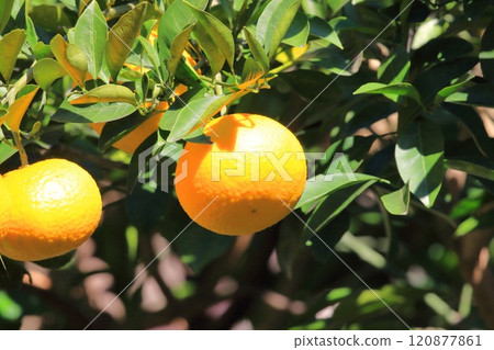 Summer oranges near the harvest Summer oranges near the harvest 120877861