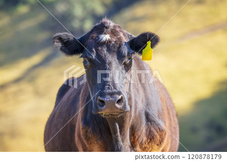 Portrait of a domestic cow in a pasture in the sunshine 120878179