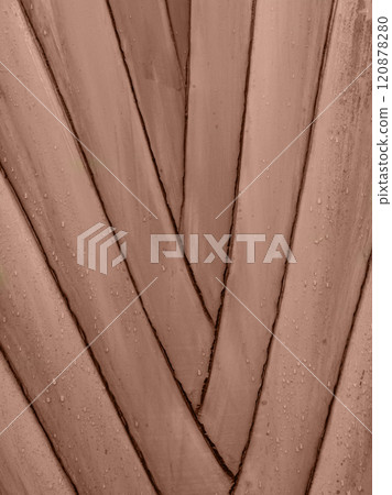 The stem of an exotic palm tree. Botanical background trunk of a banana palm. 120878280