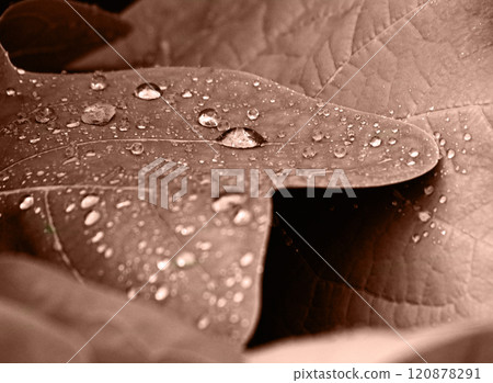 Leaves background of a garden pattern after the rain. Leaves background of a garden pattern after the rain. 120878291