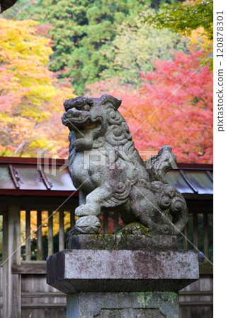 Autumn foliage at Momiji Valley at Oyata Shrine in Mino City Autumn foliage at Momiji Valley at Oyata Shrine in Mino City 120878301
