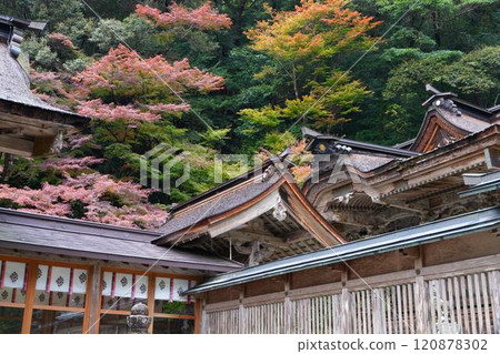 美濃市大矢田神社楓葉谷的秋葉 美濃市大矢田神社楓葉谷的秋葉 120878302