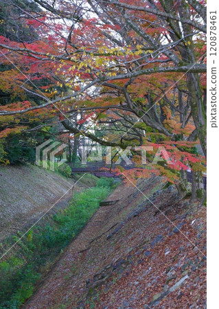 Autumn leaves around Gifu Park in late autumn Autumn leaves around Gifu Park in late autumn 120878461