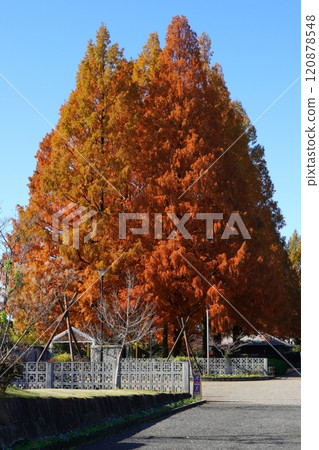 岐阜縣長良公園水杉的秋葉 120878548