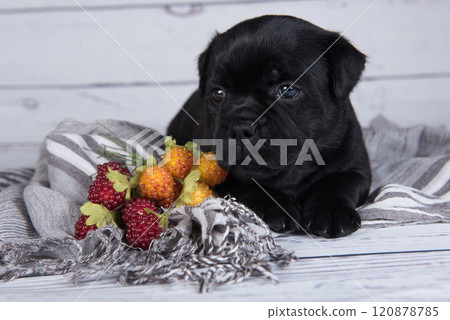American Staffordshire Bull Terrier dog puppy on gray background American Staffordshire Bull Terrier dog puppy on gray background 120878785