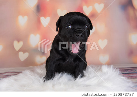 Black American Staffordshire Terrier dog or AmStaff puppy on hearts background 120878787