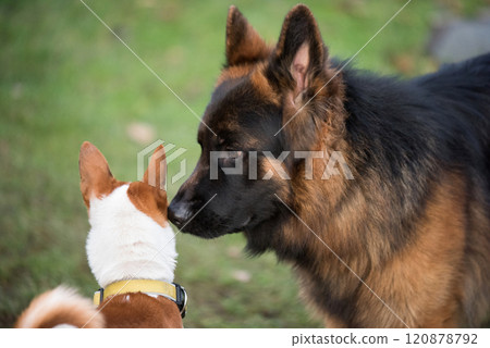 Long-haired German shepherd dogs playing with Basenji dog on grass Long-haired German shepherd dogs playing with Basenji dog on grass 120878792