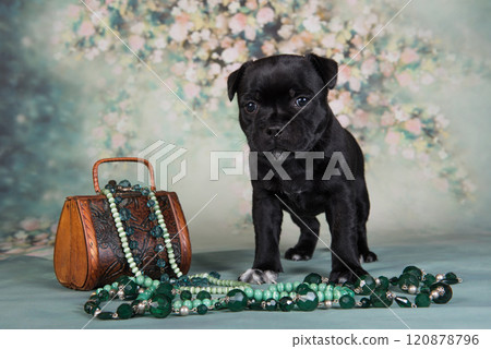 American Staffordshire Bull Terrier dog puppy with chest of jewels beads on green background 120878796