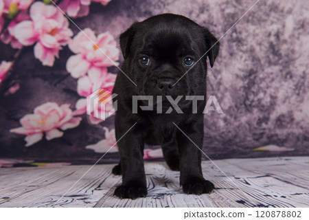 American Staffordshire Bull Terrier dog puppy on flowers background 120878802