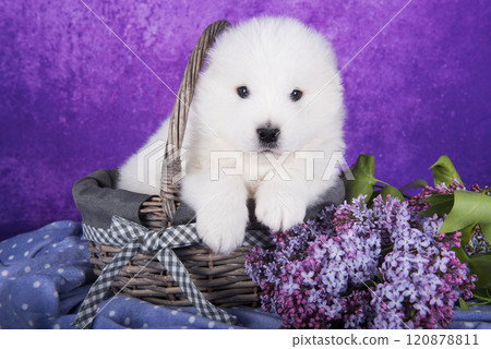 White small Samoyed puppy dog is sitting in basket with lilac flowers White small Samoyed puppy dog is sitting in basket with lilac flowers 120878811