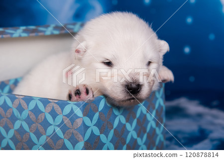 White small Samoyed puppy dog in a gift box 120878814