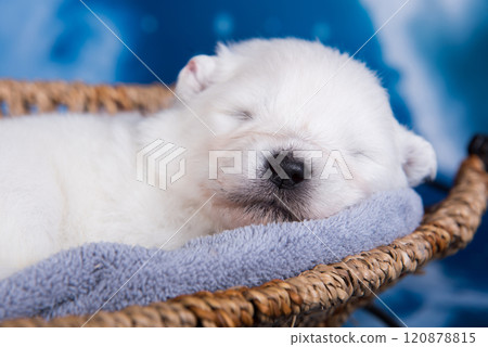 White small Samoyed puppy dog in a gift box 120878815