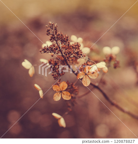 Dried hydrangea photographed up closed with selective focus Dried hydrangea photographed up closed with selective focus 120878827