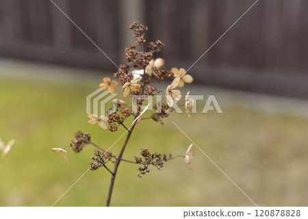 Dried hydrangea photographed up closed with selective focus Dried hydrangea photographed up closed with selective focus 120878828