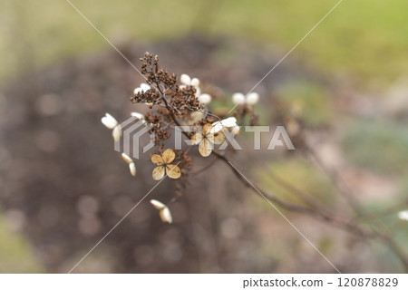 Dried hydrangea photographed up closed with selective focus 120878829
