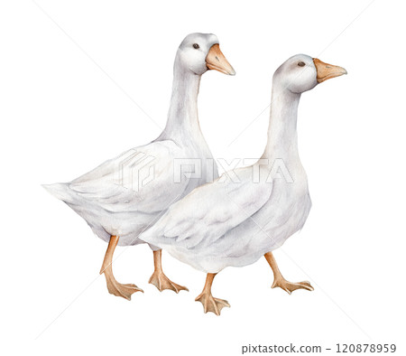 Two domestic white and grey watercolor goose. Cute farm birds. Hand drawn illustration on isolated for Easter design. Fowl Goslings illustration. Farm wildlife agriculture birds. Two domestic white and grey watercolor goose. Cute farm birds. Hand drawn illustration on isolated for Easter design. Fowl Goslings illustration. Farm wildlife agriculture birds. 120878959