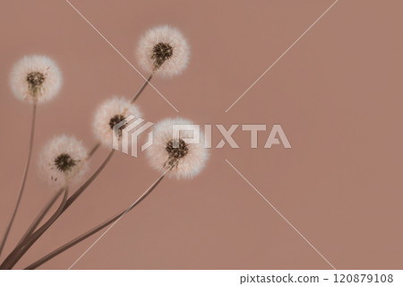 Trendy color of year 2025 - Mocha Mousse. Soft fluffy dandelions with white seeds on a mocha mousse background with space for text. Copy space. Banner. Trendy color of year 2025 - Mocha Mousse. Soft fluffy dandelions with white seeds on a mocha mousse background with space for text. Copy space. Banner. 120879108