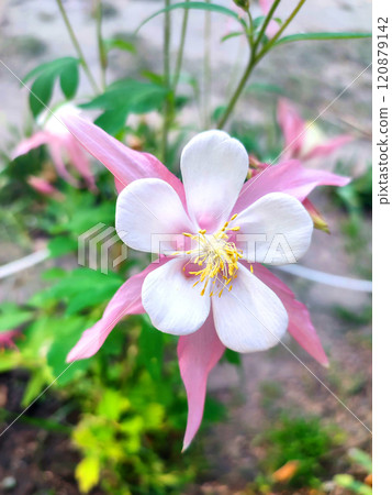 Flower Aquilegia Orliks. Blooming flower with white pink petals, yellow stamens on green stem, drops of dew in summer spring. Flowering plant. Spring summer Background 120879142