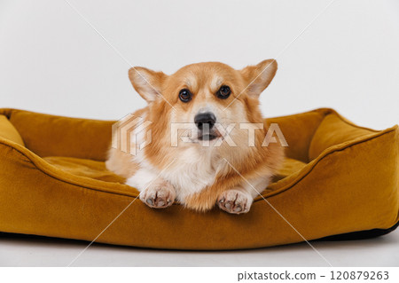 Corgi dog relaxing in a cozy pet bed, happy and comfortable at home 120879263
