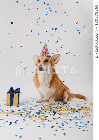Corgi dog celebrating with a gift and blue confetti, festive fun and joy 120879269