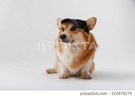 Corgi dog with black cap, sitting and looking curious with a playful expression 120879274