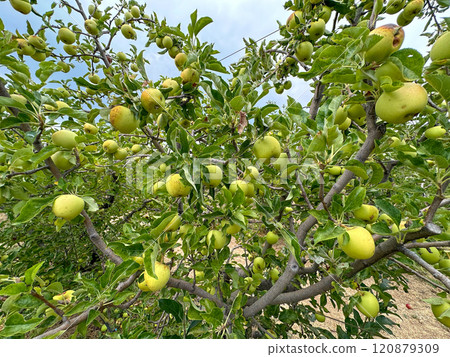 Apple orchard, rows of apple trees full of fruit ready for picking 120879309