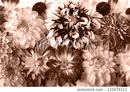 Abstract background of flowers dahlias. Trendy color palette sample. Demonstrating the colors of 2025 - Mocha Mousse. Abstract background of flowers dahlias. Trendy color palette sample. Demonstrating the colors of 2025 - Mocha Mousse. 120879312