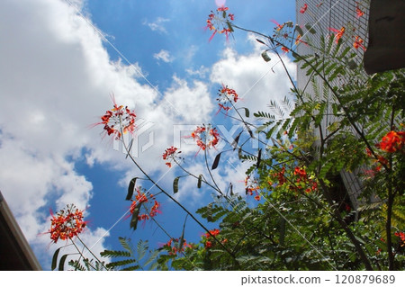 花 120879689