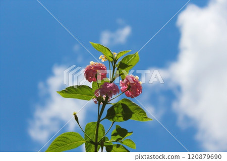 Flowers Flowers 120879690
