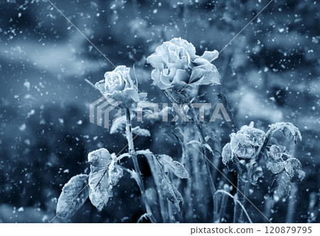Forgotten flower covered with cold needles of frost Forgotten flower covered with cold needles of frost 120879795