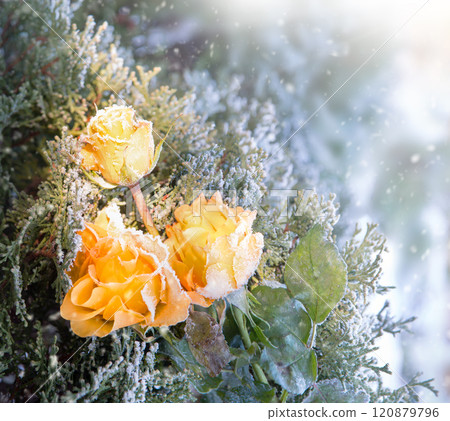 Forgotten flower covered with cold needles of frost Forgotten flower covered with cold needles of frost 120879796