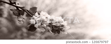 Cute flowers on the branch 120879797