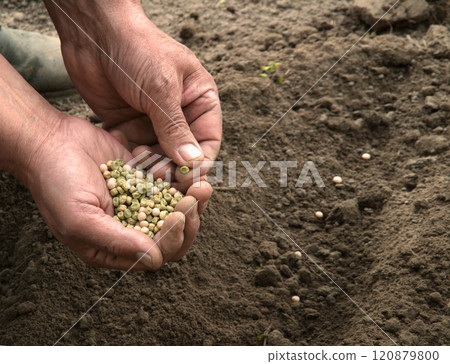 Old human worker sowing a pea 120879800