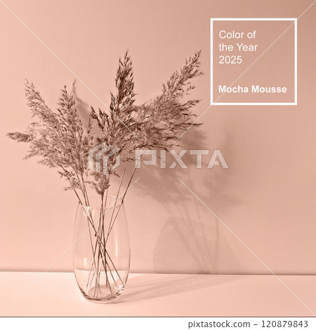 Minimalist pampas grass in clear glass vase, showcasing Color of Year 2025 - Mocha Mousse 120879843