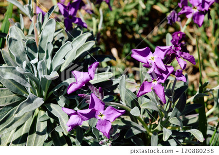 Matthiola incana plant Matthiola incana plant 120880238