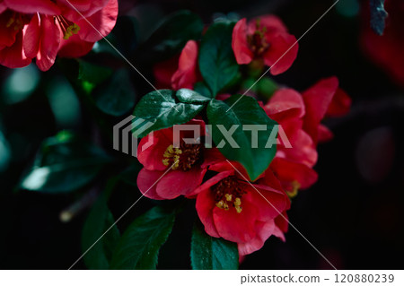 Red Camellia Flower Close-up Red Camellia Flower Close-up 120880239