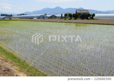Paddy landscape just after rice planting Paddy landscape just after rice planting 120880300