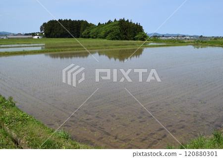 Paddy landscape just after rice planting 120880301